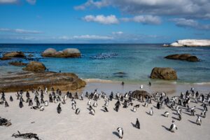 Wild African Cape Penguins Returning Home at the Famous Boulders Beach Outside Cape Town, South Africa