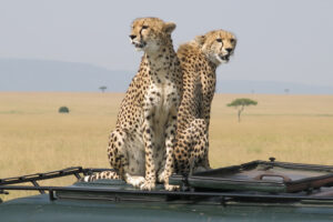 Wildlife in the savannah of east Africa