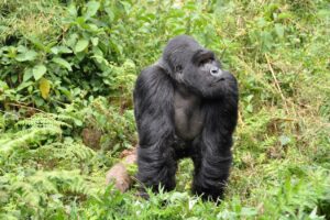 3 Tage Gorilla-Trekking Abenteuer in Musanze
