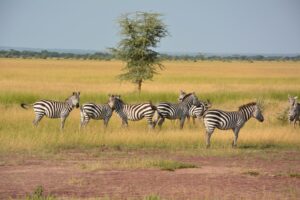 3 Tage Tarangire Ngorongoro und Manyara Safari