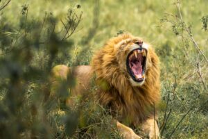 4 Tage Ngorongoro Safari