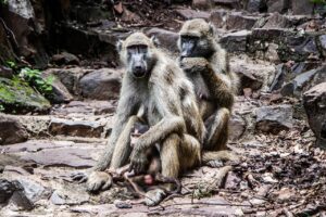 4 Tage Victoria Falls Abenteuer