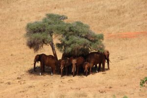 8 Tage Kenia Nationalparks Safari